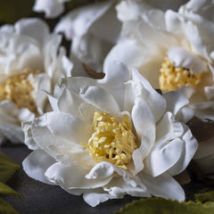 Artificial Cream Rose Spray